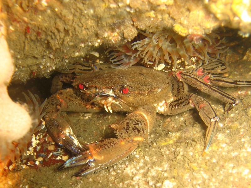 2009-05-24 St Abbs 066.jpg